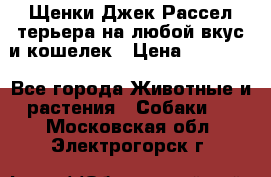 Щенки Джек Рассел терьера на любой вкус и кошелек › Цена ­ 13 000 - Все города Животные и растения » Собаки   . Московская обл.,Электрогорск г.